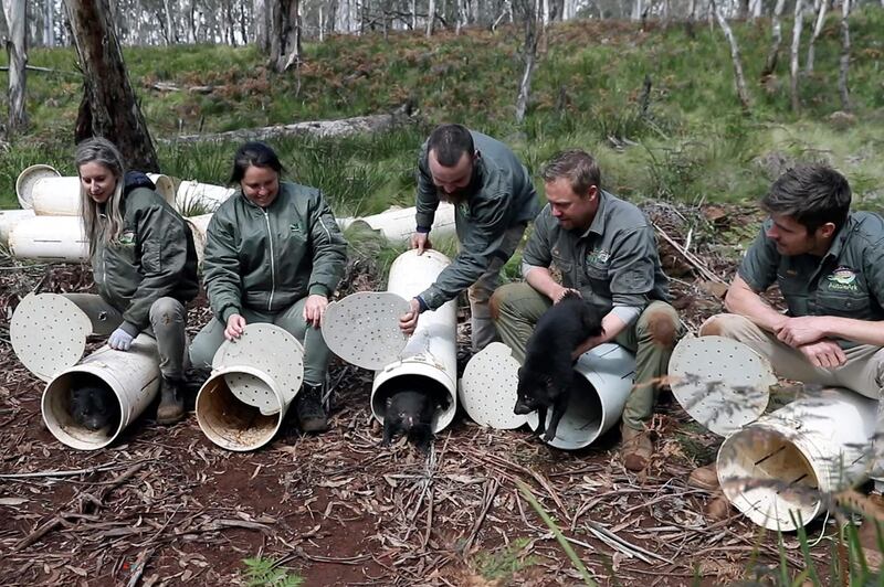 Aussie Ark staff releasing Tasmanian devils into a wild sanctuary on Barrington Tops in Australia's New South Wales state. AFP  / WildArk