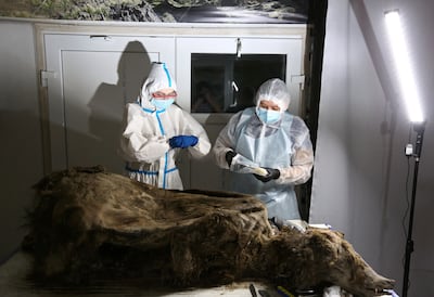 Scientists carry out an autopsy of a 3,500-year-old Brown Bear preserved in permafrost, in Russia. Reuters