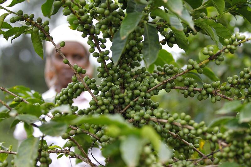 A farmer inspects coffee cherries at a plantation in Kienjege. Variations in weather conditions have seen a sharp decline in coffee output. Now Kenya has around 170,000 acres of land under the crop, producing about 50,000 tonnes annually. homas Mukoya / Reuters