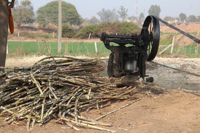 Sugar cane bundles are first pulped to a juice. All photos: Kalpana Sunder