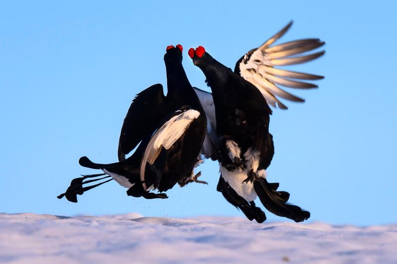 Black grouses parade on snow during the spring courtship period in the Villars-sur-Ollon area, Switzerland.  EPA