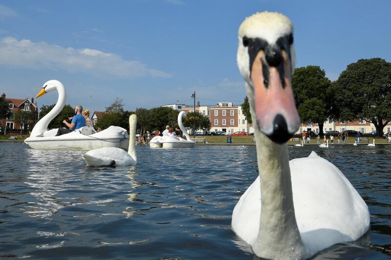 People on swan-shaped pedal boats are seen riding near actual swans on a boating lake, in Southsea, southern Britain. Reuters