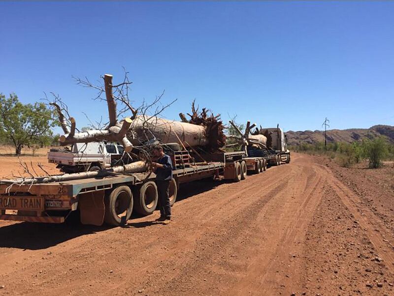 The cranes helped to manoeuvre the baobabs onto lorries. Photo: Cycad Enterprises Pty Ltd