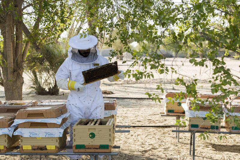Abu Dhabi, United Arab Emirates - September 25th, 2017: Workers at the apiary check on the bees in the hives. Al Najeh Honey Sale. Monday, September 25th, 2017 at near Al Samha, Abu Dhabi. 
