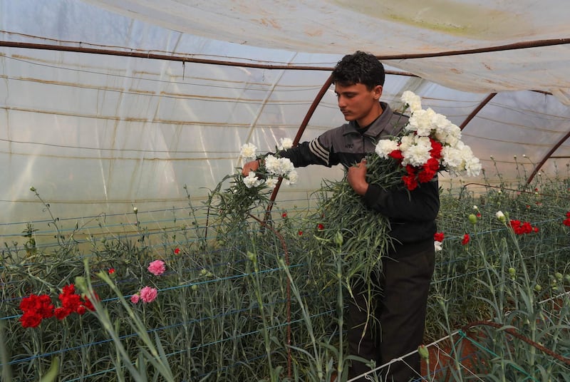 An employee gathers an armful of carnation blooms. AFP