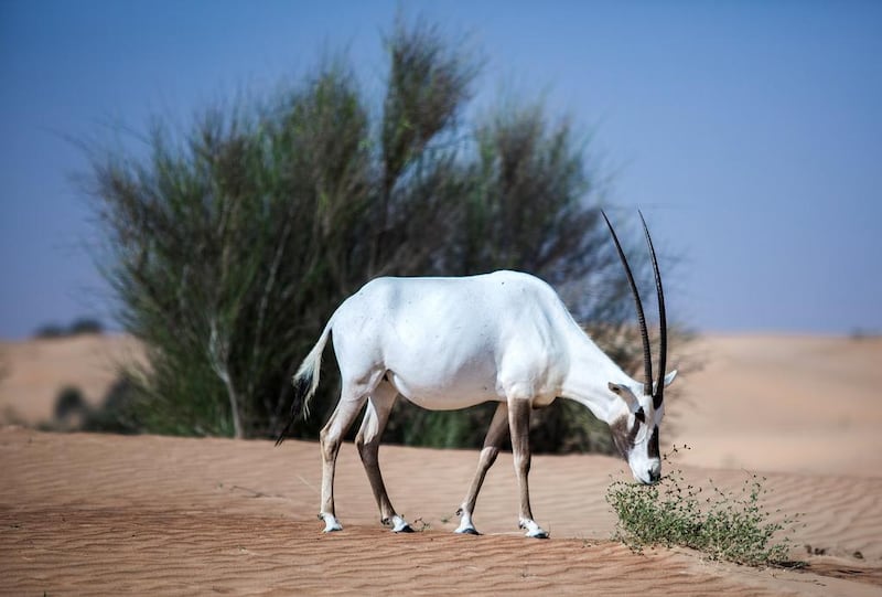 The story of the Arabian Oryx is one of the best examples of the preservation of our natural heritage; a species hunted to near extinction revived through the pioneering initiatives of Sheikh Zayed. Due to his foresight, there are nearly 5,000 Arabian Oryx in Abu Dhabi alone.