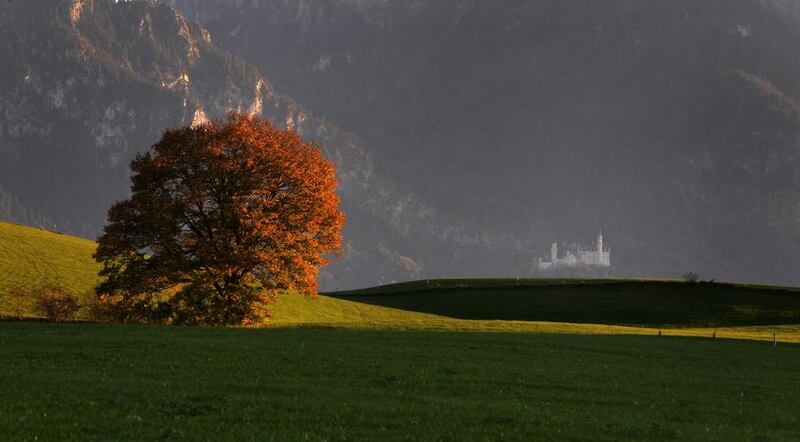 A tree with autumn leaves in a meadow on the grounds of Neuschwanstein Castle near Rosshaupten, southern Germany. AFP Photo