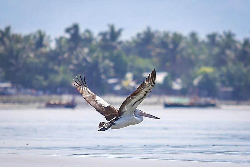An Australian white pelican flies over the coastal waters of General Santos City, Philippines, on September 12, 2016. Ferdinandh Cabrera / Agence France-Presse 