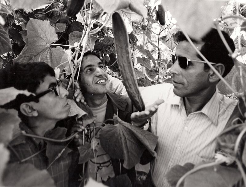 In 1966, Sheikh Zayed sent three Abu Dhabi students - Hamad Al Mazrouie, Abdullah Kaddas Al Romaithi and Mohammed Mjrin Al Romaithi - to the University of Arizona to gain first-hand experience growing produce in arid conditions.Their aim was to return to Abu Dhabi and manage a Government project to develop a hospitable environment for cultivating vegetables for the growing population. Courtesy Ali Kaddas Al Romaithi