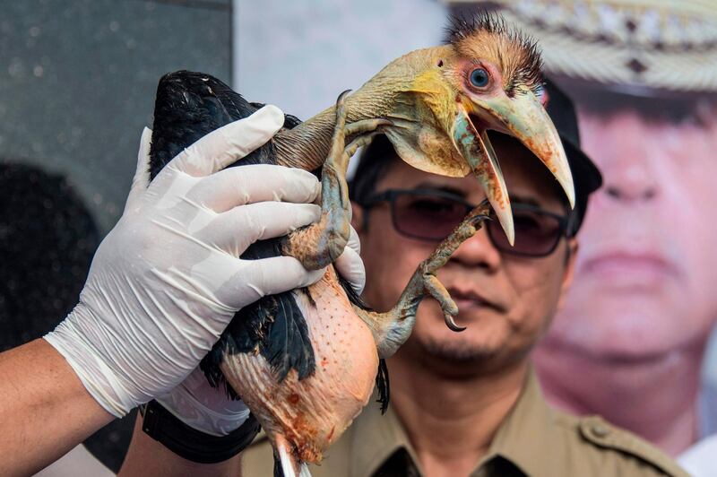An Indonesian official displays a seized baby wreathed hornbill during a press conference in Surabaya, East Java.  AFP