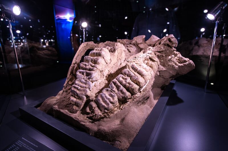 Stegotetrabelodon skull.