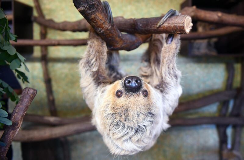 Sloth "Paula" hangs from a branch in her enclosure at the zoo in Halle an der Saale, eastern Germany.  AFP