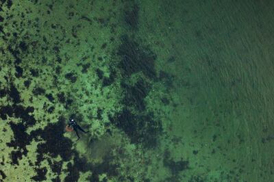 This aerial view shows Lotta Klemming, a professional oyster diver, as she collects oysters during a dive, near her family’s company in Grebbestad in Vastra Gotaland county on Sweden’s west coast on January 31, 2021. Klemming left a career in the fashion industry in Sweden to return to her family’s home, taking up diving for wild oysters as a business, selling the distinctive-flavored seafood to restaurants  around Sweden and enjoying the feeling of being close to nature in the area where she grew up. - TO GO WITH AFP STORY BY TOM LITTLE
 / AFP / Jonathan NACKSTRAND / TO GO WITH AFP STORY BY TOM LITTLE
