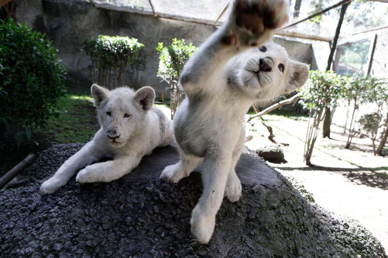 A pair of four-month-old white lion cubs play in their enclosure at the Altiplano Zoo in Tlaxcala, Tuesday, Aug. 7, 2018. The zoo is holding a naming contest for them and the zoo's director Cesar Toriz hopes that in a few years they can find them mates. (AP Photo/Rebecca Blackwell)
