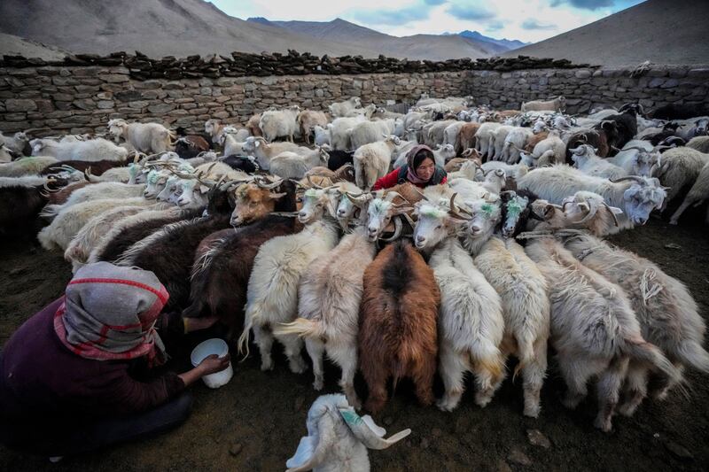 Nomadic women milk their hardy Himalayan goats that produce cashmere in the remote Kharnak village of Ladakh, India. AP