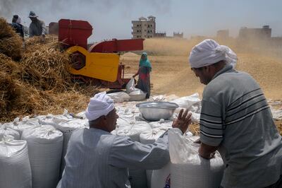 A landowner counts bags of wheat on a farm in Egypt's Nile Delta province of Al Sharqia. AP Photo