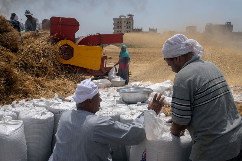 Egypt is trying to increase its domestic wheat production as the war in Ukraine has strained international supplies of the grain. The government had agreed to buy half a million tonnes of wheat from India. AP