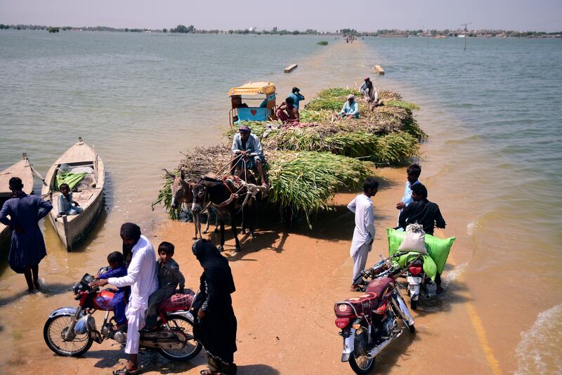 People displaced by the floods carry grass for their cattle in Sehwan, Sindh province. AP