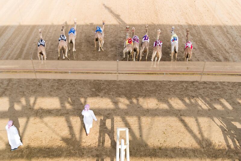 DUBAI, UNITED ARAB EMIRATES - Feb 15, 2018.

Camels at the start line at Al Marmoum Race Track.

The fastest camels in the Gulf will compete for cash, swords, rifles and luxury vehicles totalling Dh95 million at the first annual Sheikh Hamdan Bin Mohammed Bin Rashid Al Maktoum Camel Race Festival in Dubai.


(Photo: Reem Mohammed/ The National)

Reporter:
Section: NA