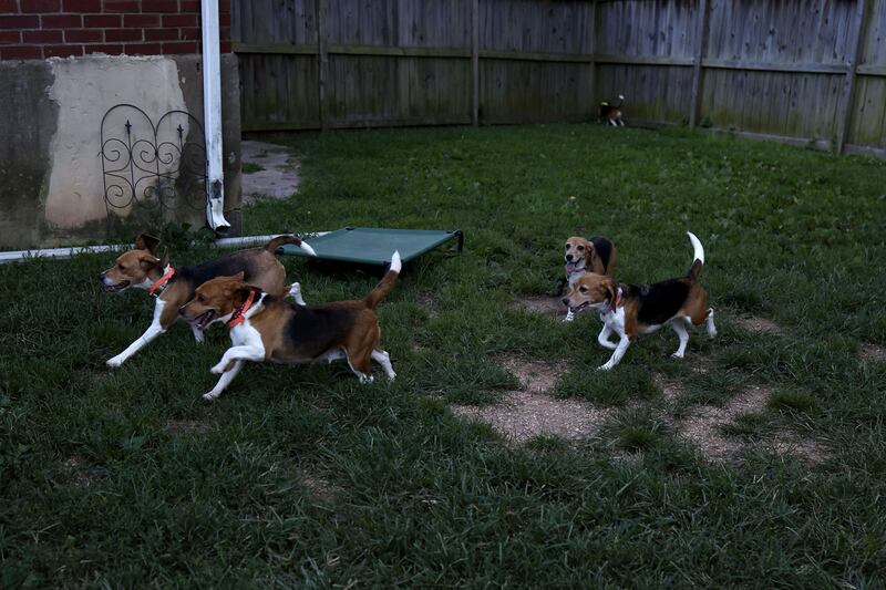 Once in peril of being tortured, these rescued beagles now run freely. Getty Images / AFP
