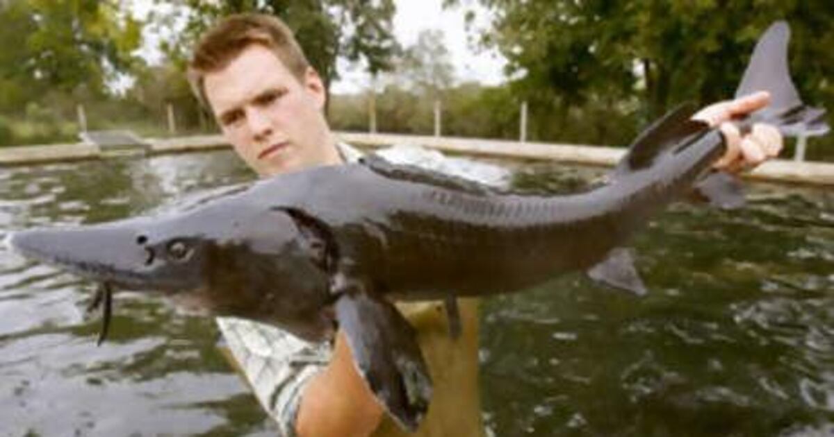 Endangered Sturgeon–A Fish Once So Popular a King Declared Them