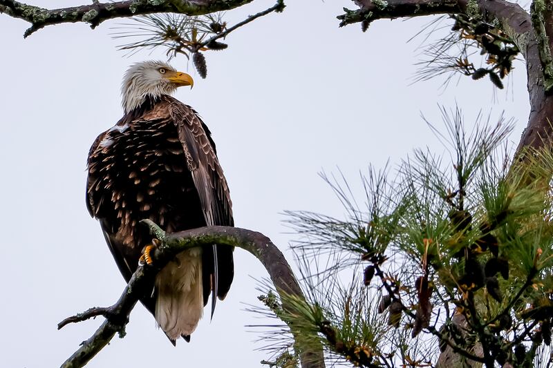 A bald eagle perches on a branch in Ponte Vedra Beach, Florida. EPA