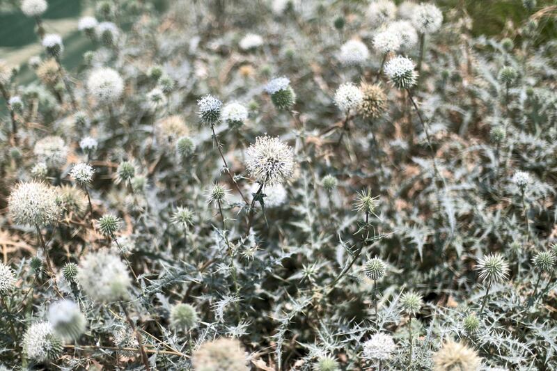 DUBAI, UNITED ARAB EMIRATES - May 30 2019.

Echinops spinosissimus.

Expo 2020's 22-hectare nursery home to thousands of water-efficient native and adaptive plants and trees.

Greening the 4.38 square km Expo site off Jebel Ali is a massive undertaking, with 12,157 trees and palm trees, more than 256,000 shrubs and thousands more of ornamental and flowering plants and grass.

 (Photo by Reem Mohammed/The National)

Reporter: 
Section: NA