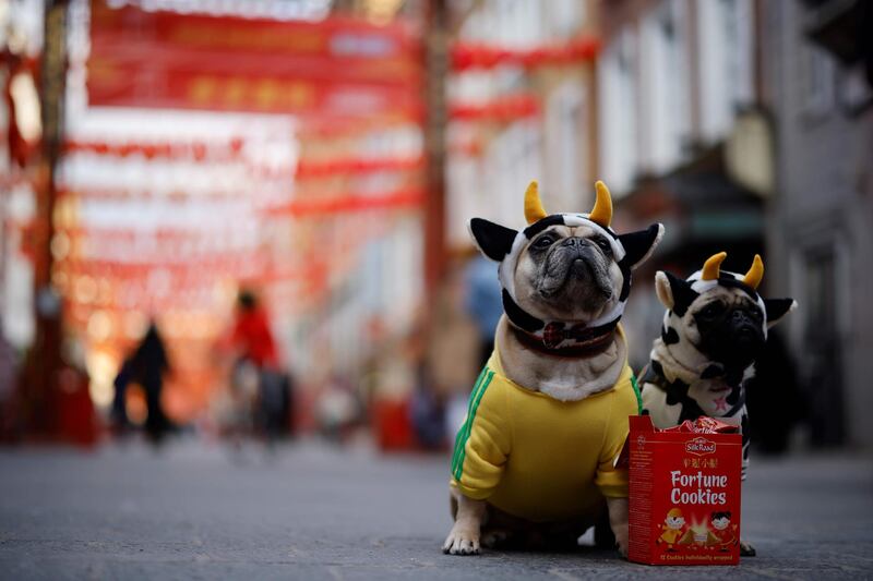 Two pugs pose with a packet of Fortune Cookies in Chinatown in central London. AFP