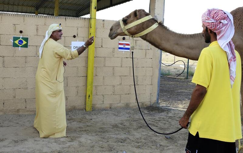 Matar Al Jabre with his camel Waslawi before it chooses a winner between Brazil and Croatia at his farm in Al Marmoom, Dubai. (Sarah Dea/The National / June 8 2014)

