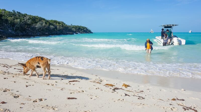 Pig Beach in the Bahamas, which feral hogs have made their home. Getty