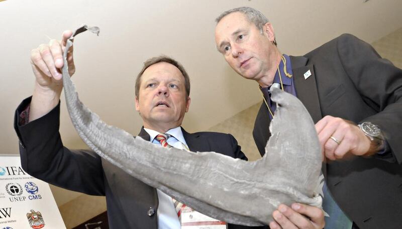Dr Ralf Sonntag, left, country director and Peter Pueschel, director of International Environmental Agreements at the IFAW, look at a scalloped hammerhead shark fin in Deira yesterday. Jeff Topping for The National