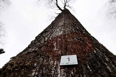 This photograph taken on March 5, 2021 shows a tag reading "Tree number 1" nailed on an oak tree selected to be used in the reconstruction of the Notre-Dame de Paris cathedral, in the Berce forest in Jupilles, western France. Eight oak trees have been selected to be used in the reconstruction of Notre-Dame de Paris, which was destroyed by fire on April 15, 2019. / AFP / THOMAS COEX