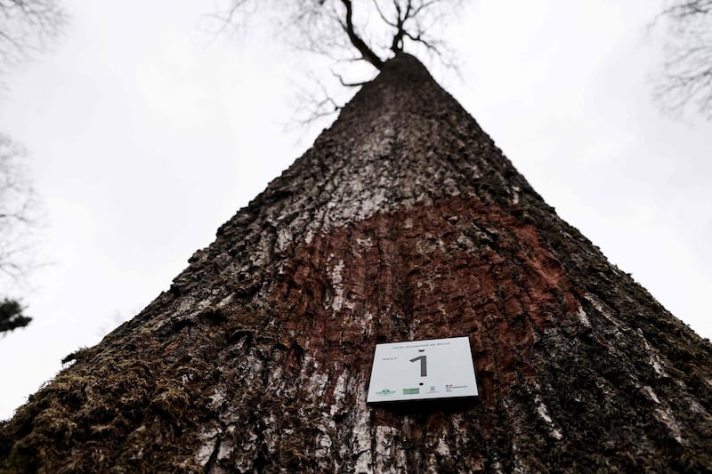 This photograph taken on March 5, 2021 shows a tag reading "Tree number 1" nailed on an oak tree selected to be used in the reconstruction of the Notre-Dame de Paris cathedral, in the Berce forest in Jupilles, western France. Eight oak trees have been selected to be used in the reconstruction of Notre-Dame de Paris, which was destroyed by fire on April 15, 2019. / AFP / THOMAS COEX
