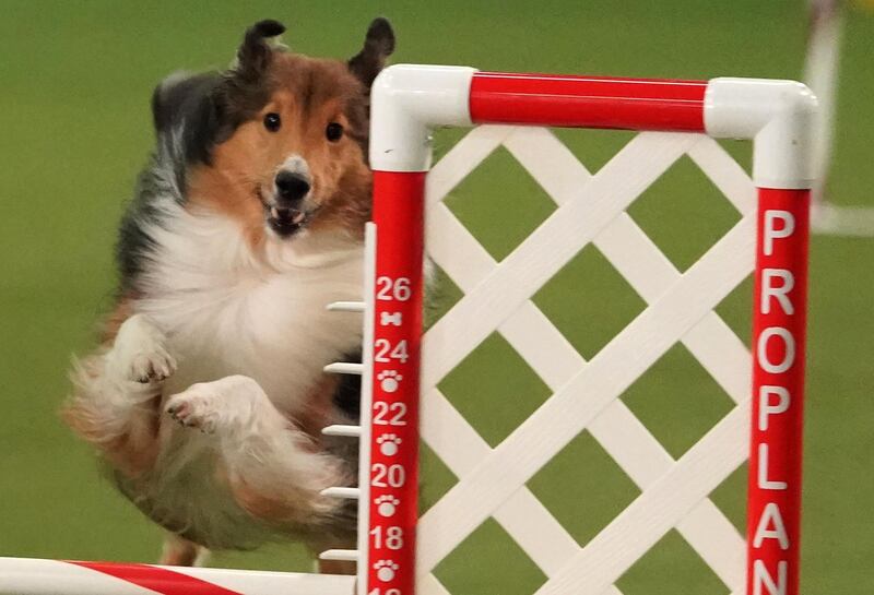 Skills: a dog competes in the 6th Annual Masters Agility Championship as the The American Kennel Club and Westminster Kennel Club. Photo: AFP