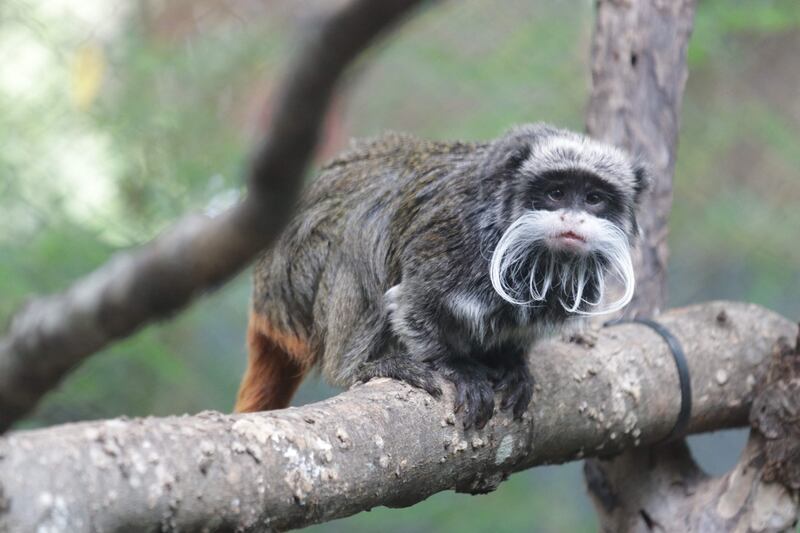 An emperor tamarin monkey at the Dallas Zoo in Texas.  AFP