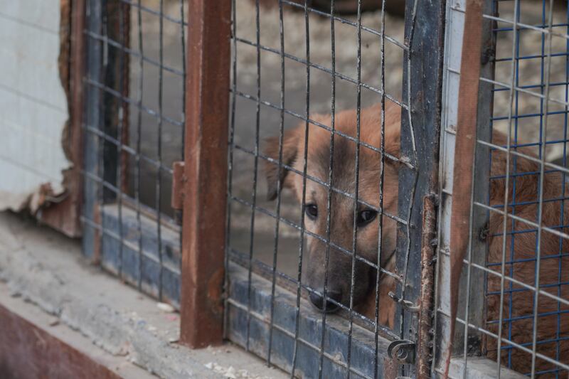 The shelter provides treatment for dogs and cats that have been abused.