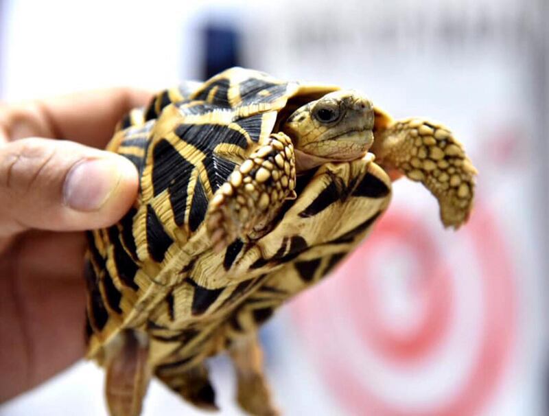 epa07412690 A handout photo made available by the Philippine Bureau of Customs (BOC) shows a confiscated turtle on display during a press conference in Pasay City, north of Manila, Philippines, 03 March 2019 (issued 04 March 2019). According to reports, at least 1,500 turtles were found inside abandond luggages at Manila's international airport arrival area.  EPA/PHILIPPINE BUREAU OF CUSTOMS HANDOUT  HANDOUT EDITORIAL USE ONLY/NO SALES