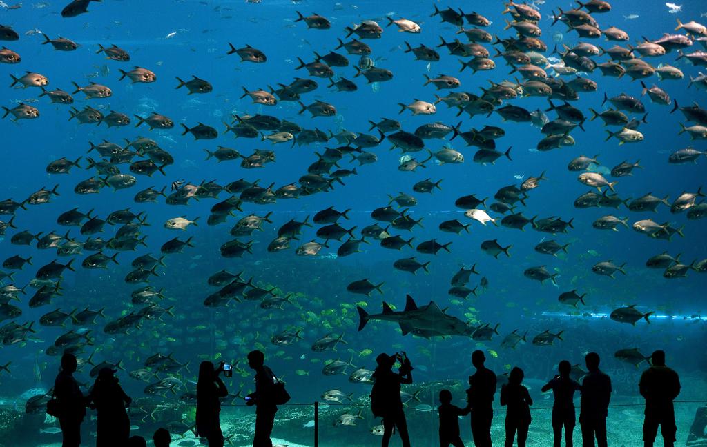 Visitors look at fish in the aquarium inside the Chimelong Ocean Kingdom in Zhuhai on 29 April, 2014. The park which claims to be the world's largest ocean theme park opened in March of this year. AFP 