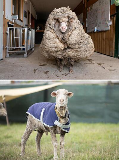 (COMBO) This combination shows recent undated handout photos received from Edgar's Mission on February 25, 2021 of "Baarack", a wild sheep who was found wandering the wilderness of the Australian bush with a huge 35-kilogram (77 lbs.) coat after an estimated five years of unchecked growth, before and after he was sheared at Edgar's Mission Farm Sanctuary in Lancefield, Victoria state. -----EDITORS NOTE --- RESTRICTED TO EDITORIAL USE - MANDATORY CREDIT "AFP PHOTO / Edgar’s Mission" - NO MARKETING - NO ADVERTISING CAMPAIGNS - DISTRIBUTED AS A SERVICE TO CLIENTS
 / AFP / Edgar’s Mission  / Handout / -----EDITORS NOTE --- RESTRICTED TO EDITORIAL USE - MANDATORY CREDIT "AFP PHOTO / Edgar’s Mission" - NO MARKETING - NO ADVERTISING CAMPAIGNS - DISTRIBUTED AS A SERVICE TO CLIENTS
