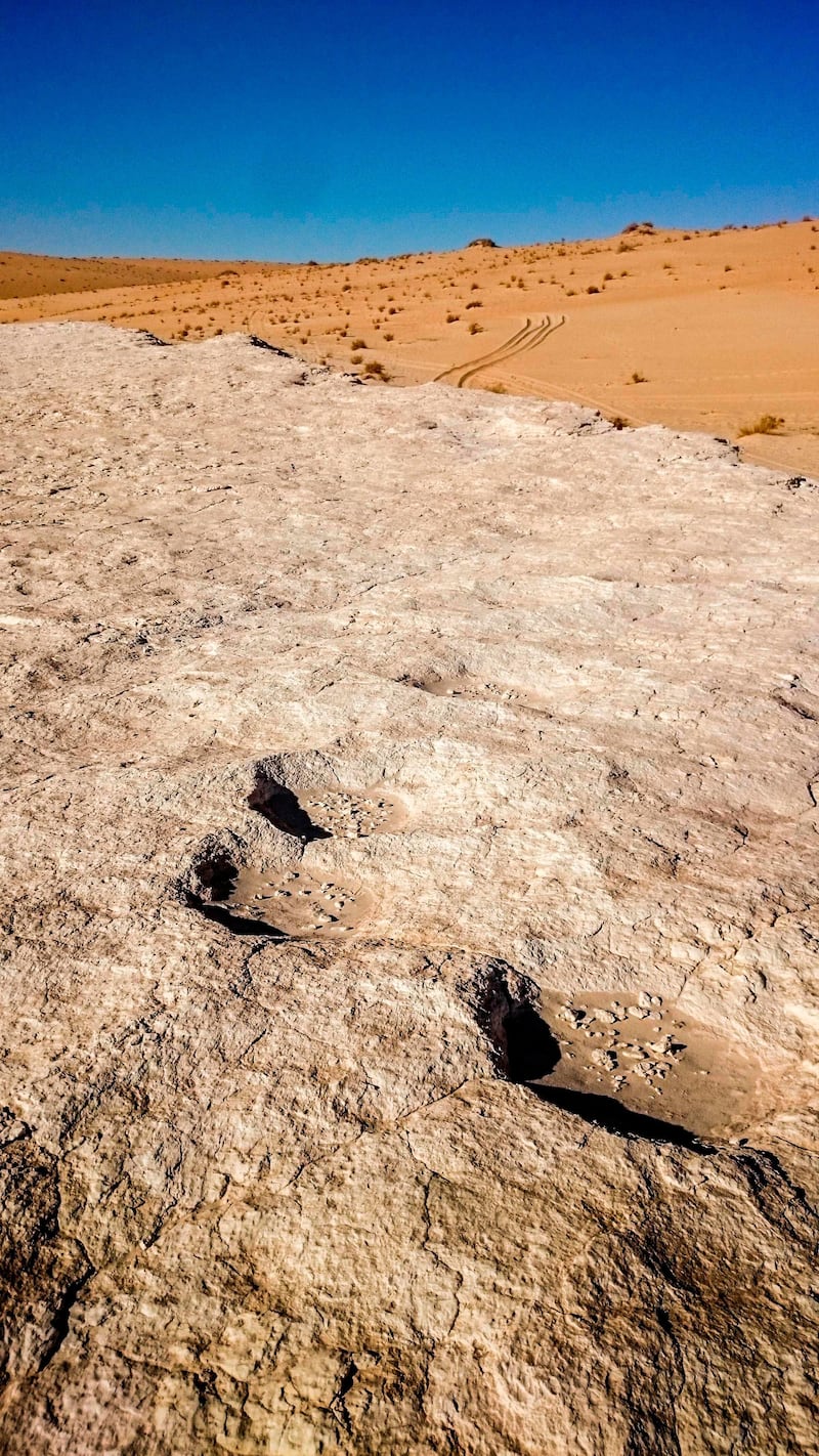 An elephant trackway found in the Nafud Desert. The discovery sheds new light on the routes our ancient ancestors took as they spread out of Africa. Paul Breeze / AFP
