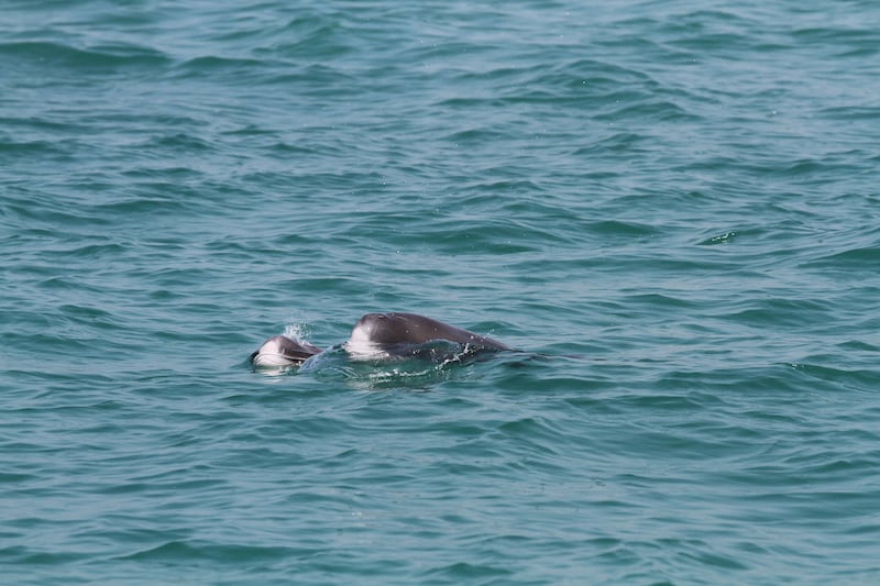 - Indo-Pacific finless porpoises mother and calf surfacing, showing unusual white colouration of the forehead.