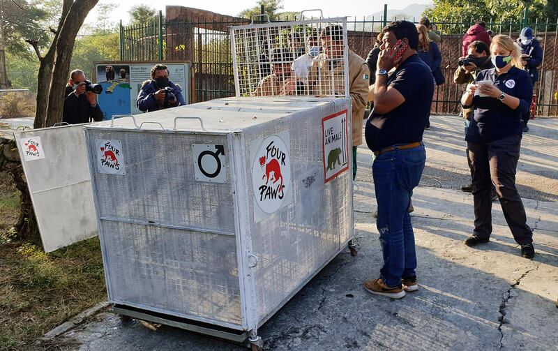 Amir Khalil, head of project development at FOUR PAWS International, talks on the phone as he stands beside a crate, to be used for the transport of Himalayan brown bears to relocate them to Al Ma'Wa for Wildlife and Nature sanctuary in Jordan, at the Marghazar Zoo in Islamabad, Pakistan. Reuters