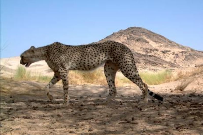 A critically endangered Northwest African or Saharan cheetah (Acinonyx jubatus hecki) is seen in this undated handout photograph received from the the Zoological Society of London (ZSL), in London February 24, 2009. The photographs were taken as part of the first systematic camera trap survey across the central Sahara, covering an area of 2,800 km². The survey identified four different Saharan cheetahs using spot patterns unique to each individual, the ZSL said in a press release.    REUTERS/Farid Belbachir/ZSL/OPNA/Handout    (ALGERIA) FOR EDITORIAL USE ONLY. NOT FOR SALE FOR MARKETING OR ADVERTISING CAMPAIGNS *** Local Caption ***  LON700_Britain-_0224_11.JPG