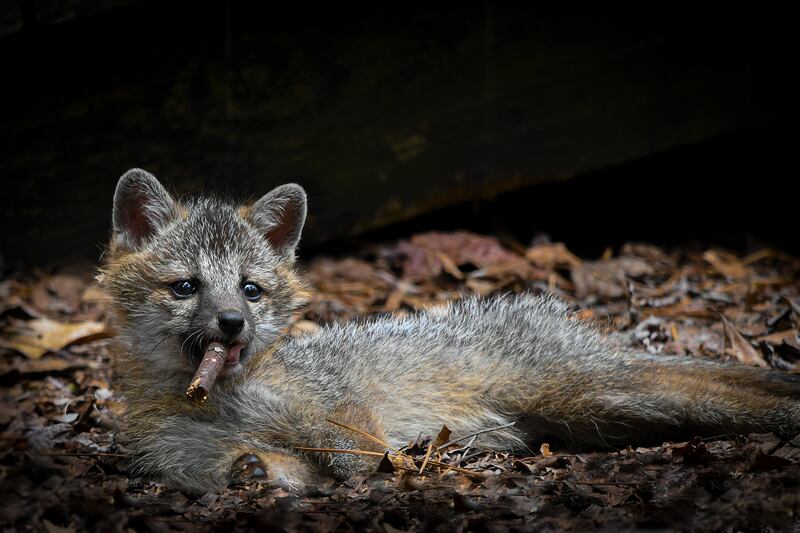 A grey fox in Virginia, US. Dakota Vaccaro / Comedywildlife