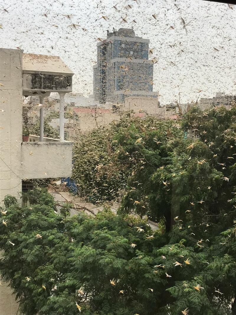 Locusts swarm through the city of Gurgaon near India's capital, Delhi. Courtesy Anirudh Garg