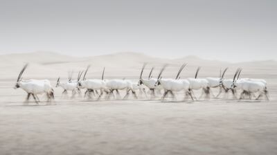 'Movement – Oryx Herd' by Dan Newton.