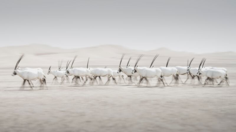 'Movement – Oryx Herd' by Dan Newton.