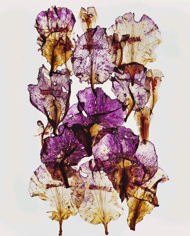 Anne et Patrick Poirier's 'Hommage à Blaschka - Iris Violet. Courtesy Galerie Mitterrand and Art Dubai