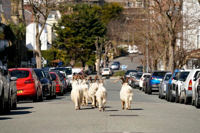 LLANDUDNO, WALES - MARCH 31: Mountain goats roam the streets of LLandudno on March 31, 2020 in Llandudno, Wales. The goats normally live on the rocky Great Orme but are occasional visitors to the seaside town, but a local councillor told the BBC that the herd was drawn this time by the lack of people and tourists due to the COVID-19 outbreak and quarantine measures. (Photo by Christopher Furlong/Getty Images)