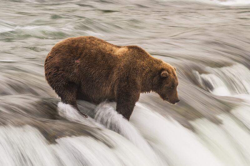 Bear 854, named Divot, hunts for salmon in the river. Photo: K Moore